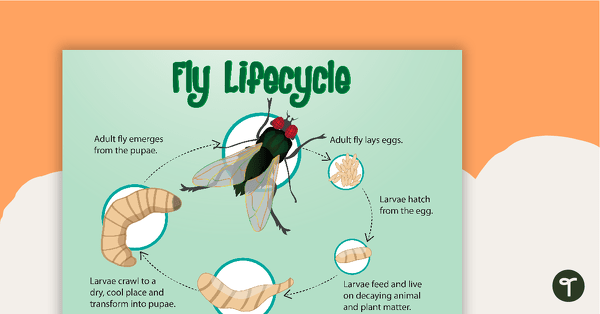 What is the life cycle of a fly?