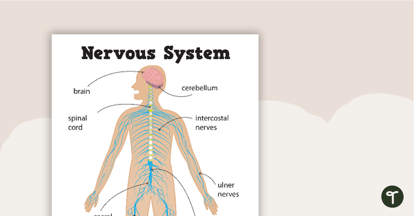Nervous System Diagram For Kids - Biology For Kids Nervous System In